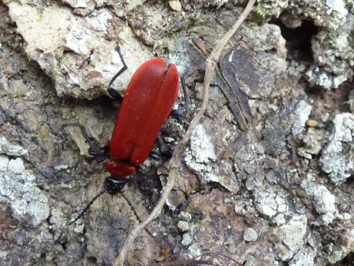 Réf. 138 987 : Pyrochroa coccinea