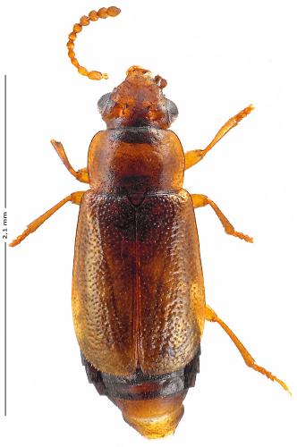 Réf. 138 036 : Eusphalerum sp.