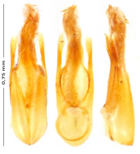 Réf. 138 037 : Eusphalerum sp.