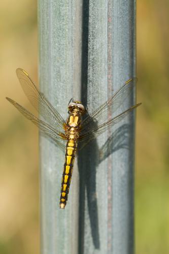 Orthetrum japonicum