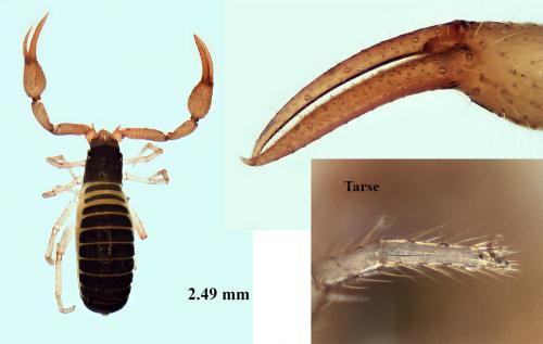 Réf. 138 221 : Neobisium carcinoides