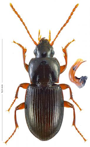 Pterostichus pumilio