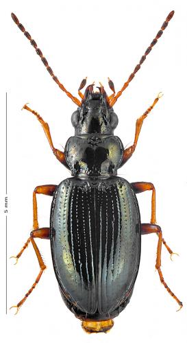 Réf. 138 561 : Bembidion deletum