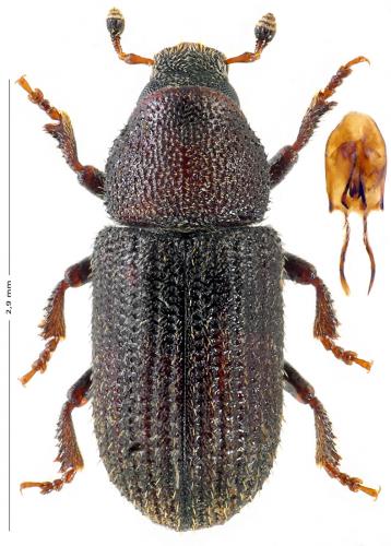Réf. 138 709 : Hylurgops palliatus