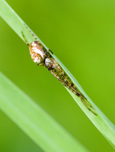 Metellina sp.