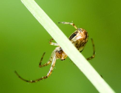 Metellina sp.