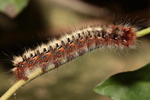 Lasiocampa quercus