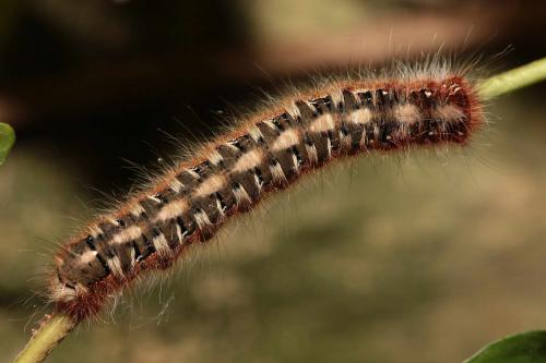 Lasiocampa quercus