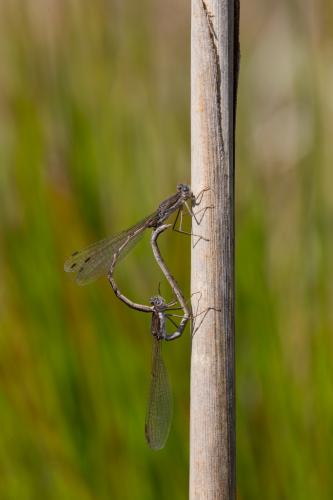 Réf. 138 396 : Sympecma fusca