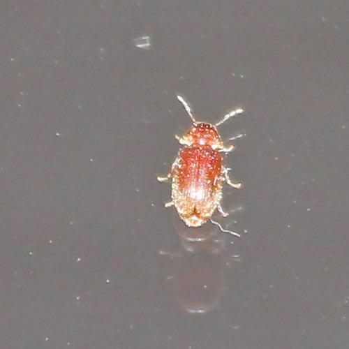 Stegobium paniceum