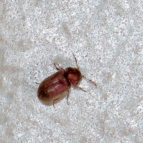 Réf. 138 825 : Stegobium paniceum