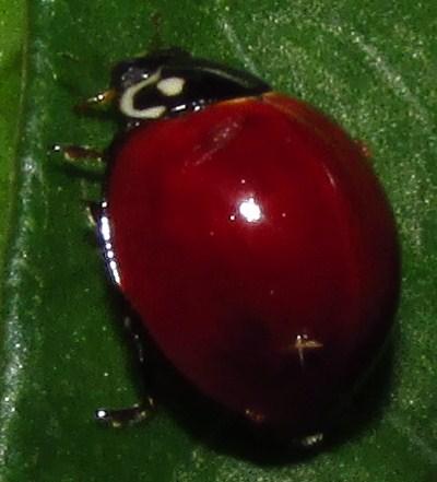 Réf. 138 544 : Cycloneda sp.
