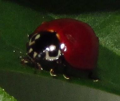 Réf. 138 545 : Cycloneda sp.