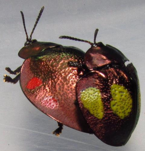 Réf. 138 484 : Stolas sp.