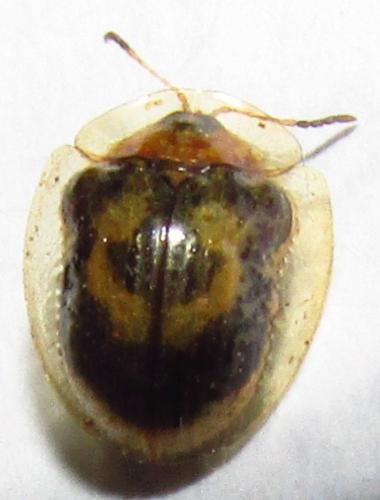 Réf. 138 487 : Charidotella moraguesi