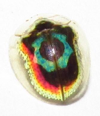 Réf. 138 389 : Charidotella moraguesi