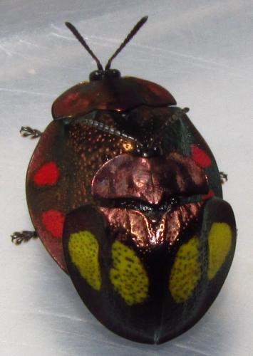 Réf. 138 485 : Stolas sp.