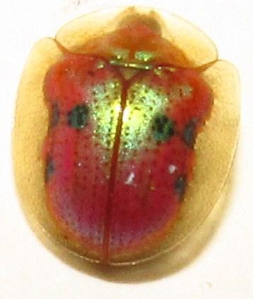 Réf. 138 178 : Charidotella sp.