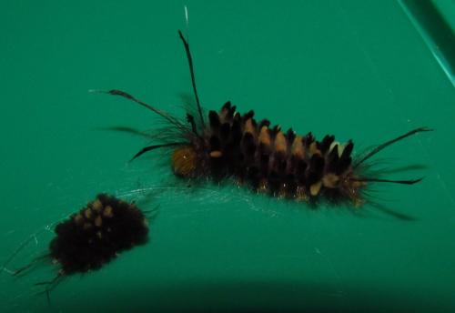 Arctiinae
