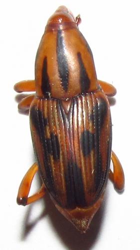 Metamasius hemipterus