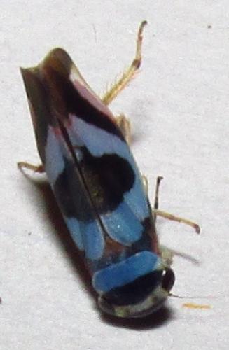 Réf. 138 356 : Macugonalia moesta
