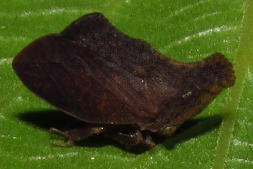 Stegaspis fronditia