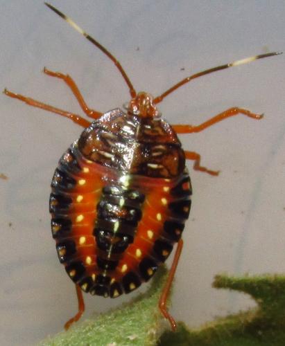 Edessa rufomarginata