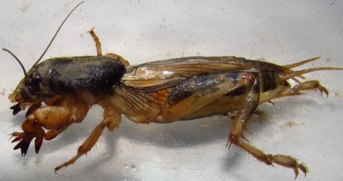 Scapteriscus sp.