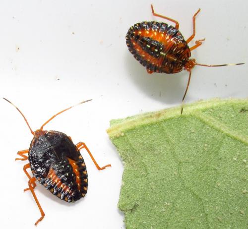 Edessa rufomarginata