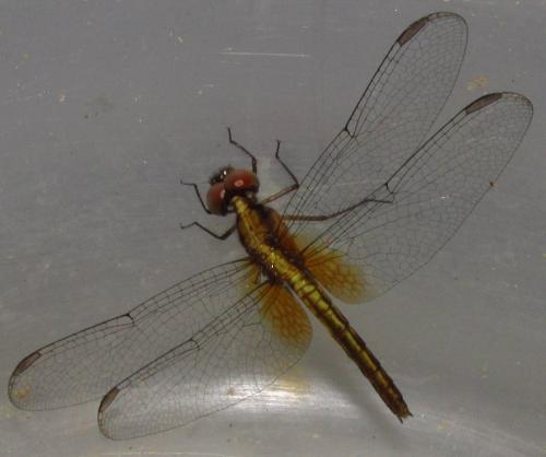 Réf. 138 739 : Erythrodiplax fulva