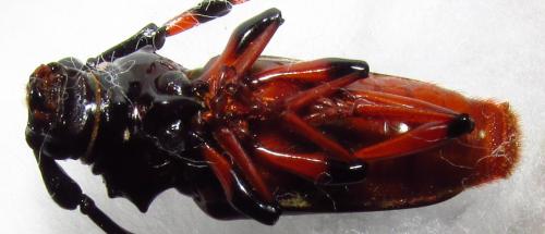 Andraegoidus lacordairei