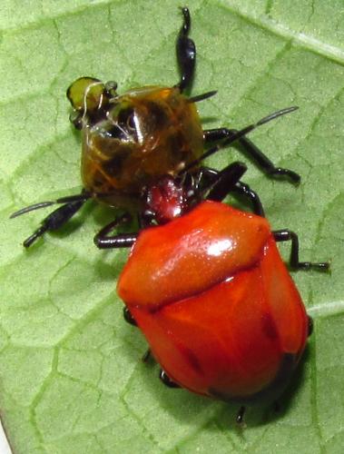 Stiretrus decemguttatus