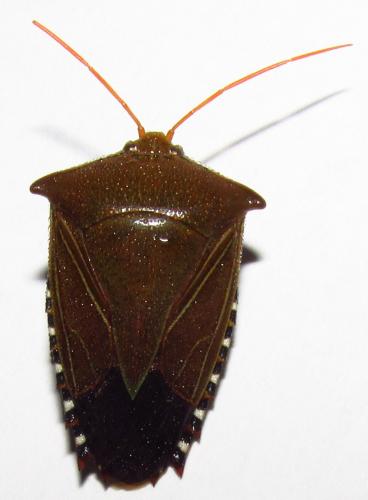 Edessa sp.