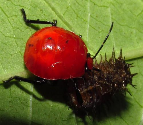 Stiretrus decemguttatus