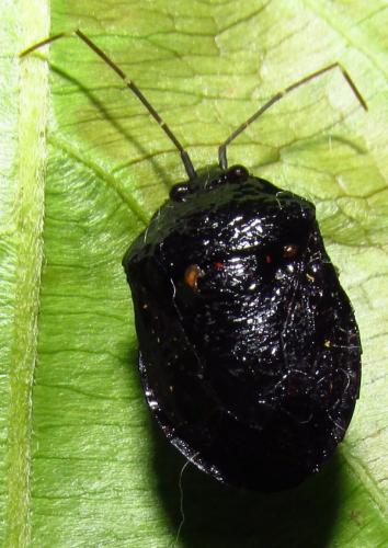 Antiteuchus sp.