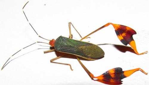 Anisoscelis foliaceus