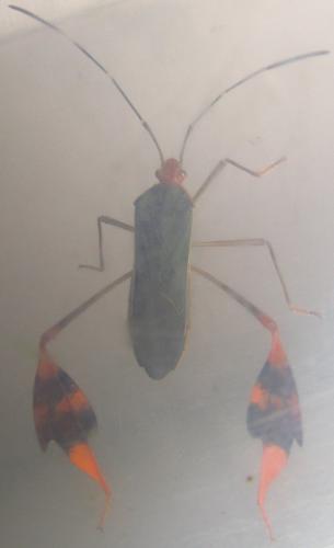 Anisoscelis foliaceus