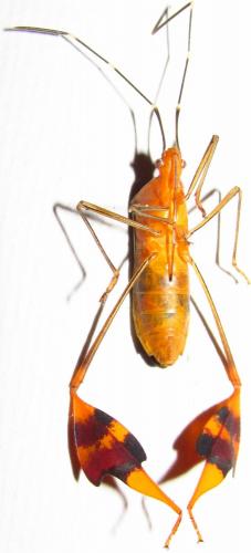 Anisoscelis foliaceus