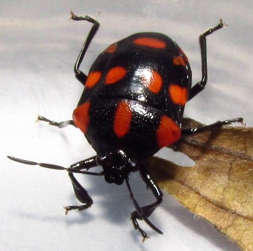 Stiretrus decemguttatus