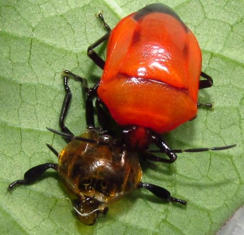Stiretrus decemguttatus