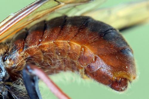 Réf. 138 386 : Trichiosoma vitellina