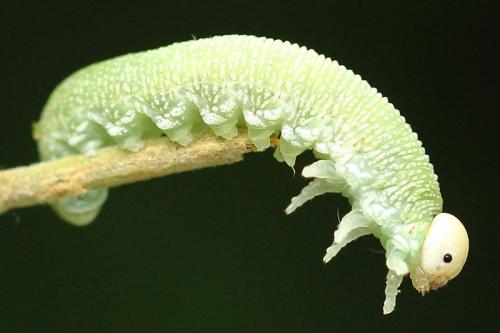Trichiosoma vitellina