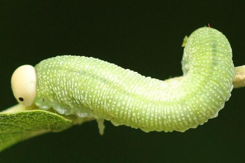 Trichiosoma vitellina