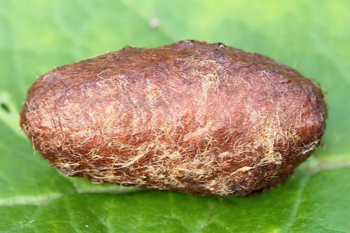 Réf. 138 230 : Trichiosoma vitellina