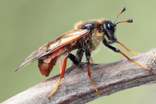 Trichiosoma vitellina