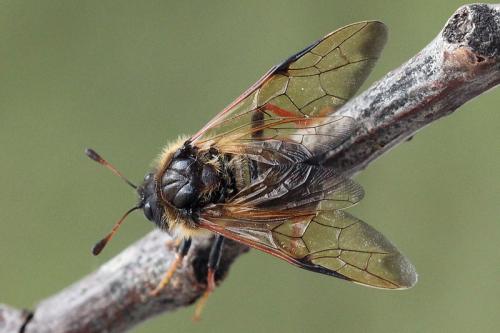 Trichiosoma vitellina