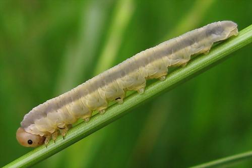 Dolerus sp.