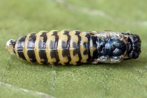 Réf. 138 245 : Empria candidata