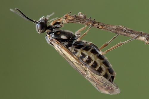 Réf. 138 246 : Empria candidata