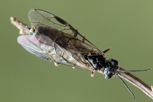 Réf. 138 247 : Empria candidata